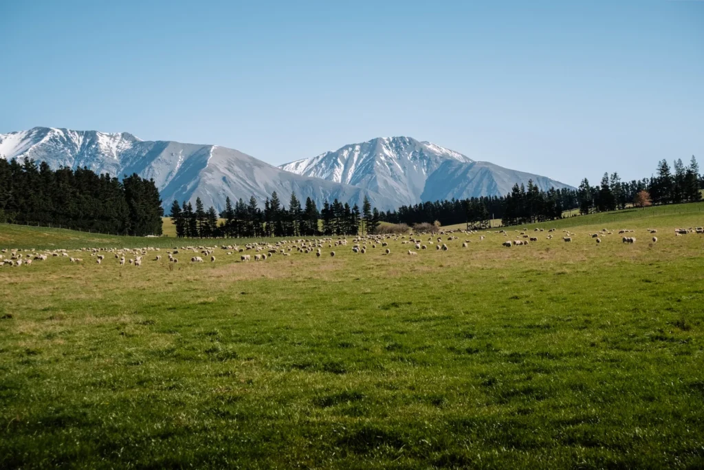 farm stay working farm station quartz hill station central canterbury lake coleridge