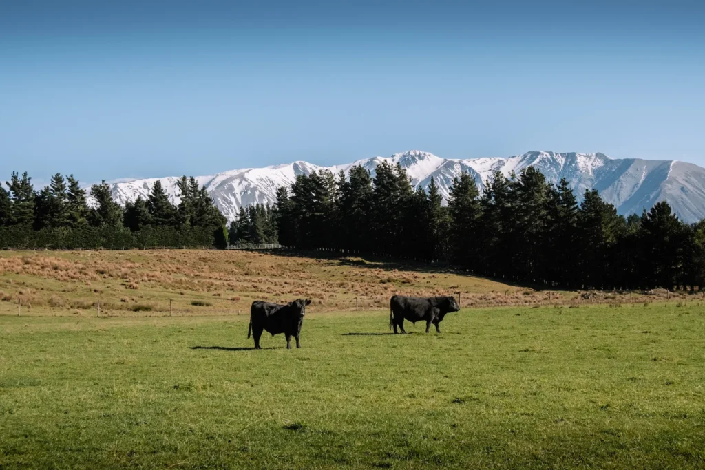 farm stay working farm station quartz hill station central canterbury lake coleridge